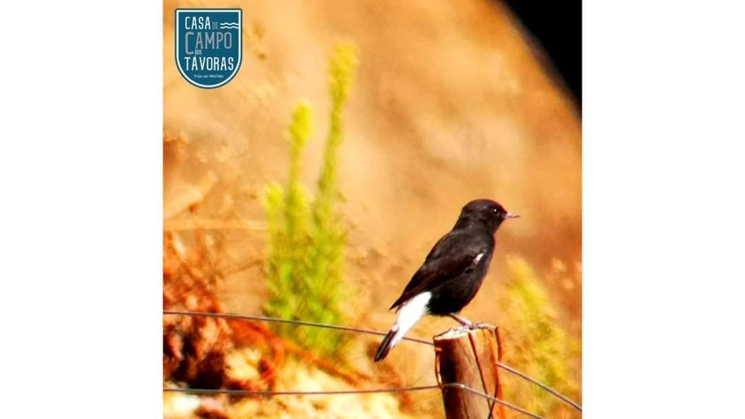 מירנדלה Casa De Campo Dos Tavoras מראה חיצוני תמונה